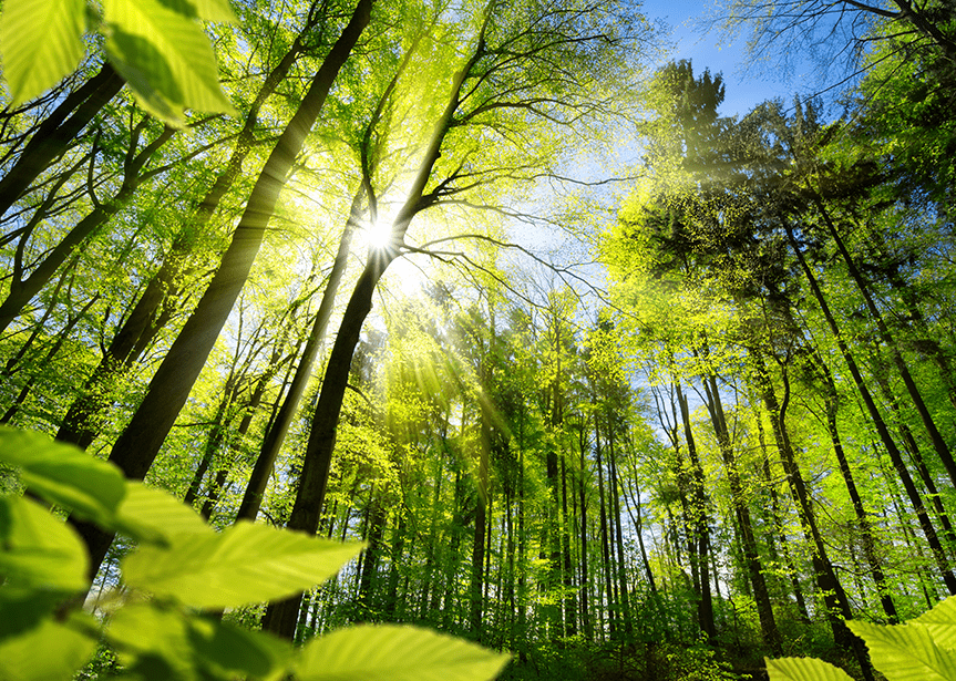 Wald mit Sonne 