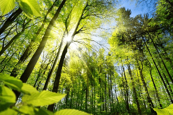 Grüner Wald mit Sonnenschein